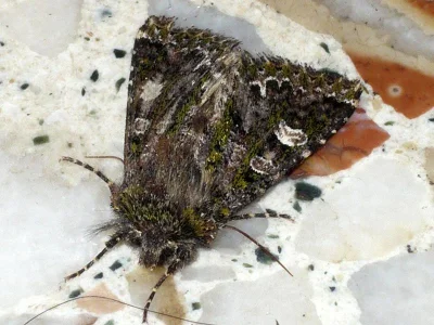 Valeria jaspidea