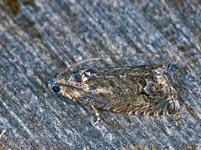 Cydia splendana