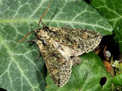 Polyploca ridens