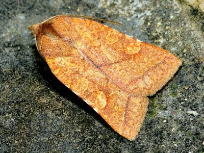Jodia croceago