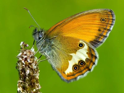 Coenonympha arcania