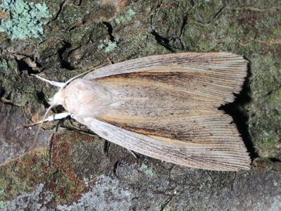 Senta flammea