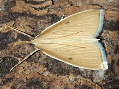 Sclerocona acutellus