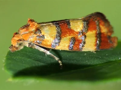 Aethes tesserana