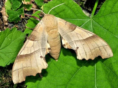 Marumba quercus