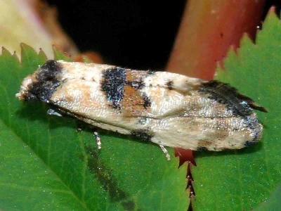 Brevicornutia pallidana