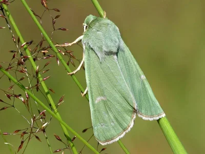 Calamia tridens