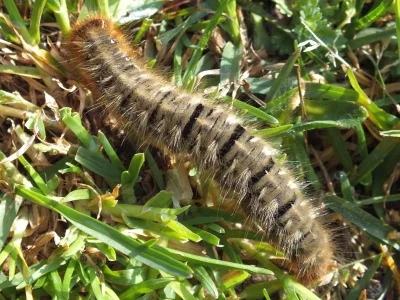 Lasiocampa (Lasiocampa) quercus