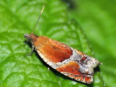 Ancylis obtusana