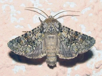 Hecatera corsica