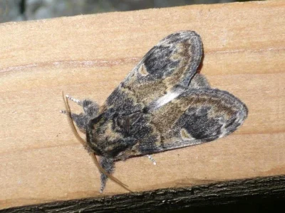 Notodonta tritophus