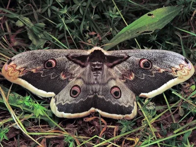 Saturnia (Saturnia) pyri