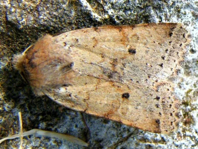 Agrochola ruticilla