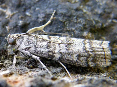 Dioryctria mendacella