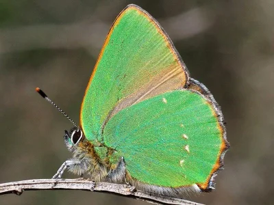 Callophrys (Callophrys) rubi