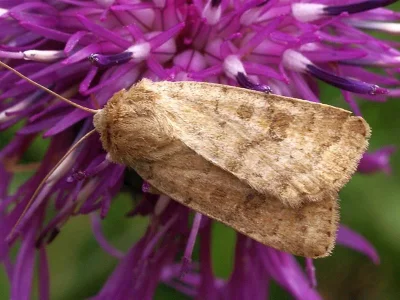 Caradrina (Caradrina) morpheus