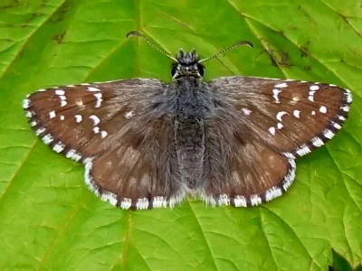 Pyrgus serratulae