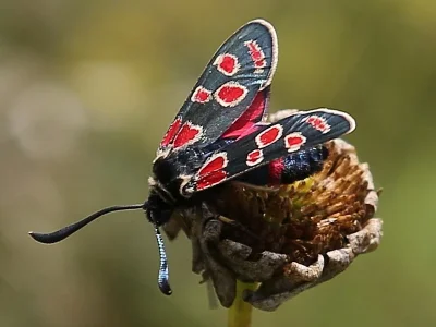 Zygaena (Agrumenia) carniolica
