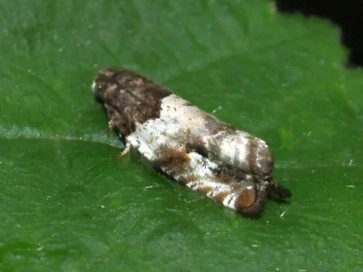 Gypsonoma dealbana