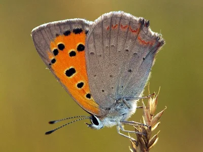 Lycaena (Lycaena) phlaeas