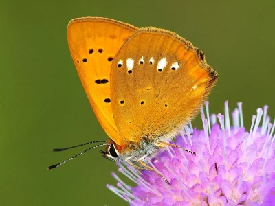 Lycaena (Heodes) virgaureae