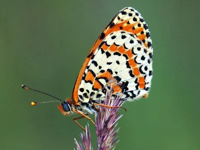 Melitaea didyma
