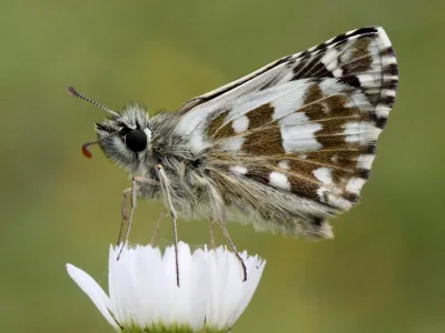 Pyrgus serratulae