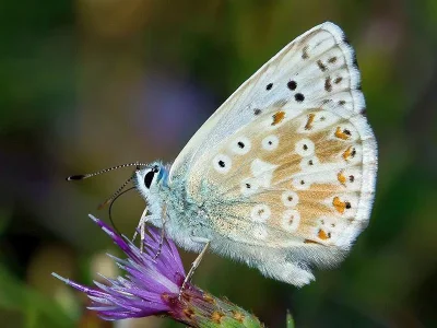 Polyommatus (Lysandra) coridon
