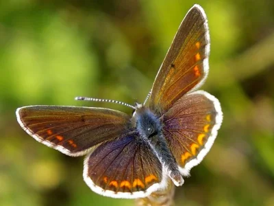 Aricia (Aricia) agestis