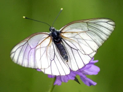 Aporia crataegi