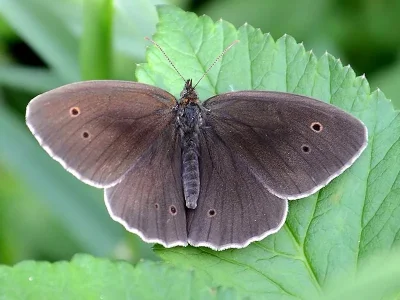 Aphantopus hyperantus