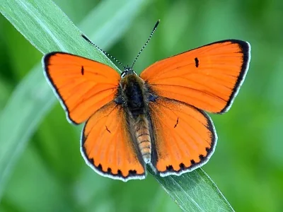 Lycaena (Thersamolycaena) dispar