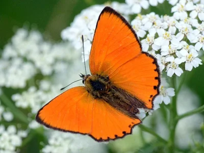 Lycaena (Heodes) virgaureae