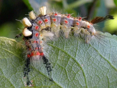 Orgyia (Orgyia) antiqua