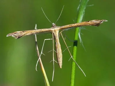 Stenoptilia graphodactyla