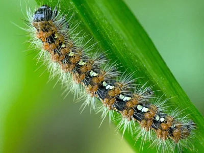 Euplagia quadripunctaria