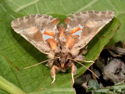 Spatalia argentina