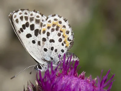 Scolitantides (Scolitantides) orion