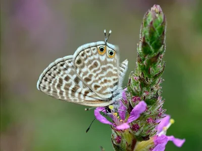 Leptotes pirithous