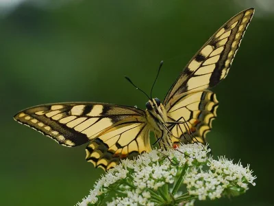 Papilio (Papilio) machaon