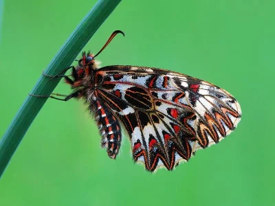 Zerynthia (Zerynthia) polyxena