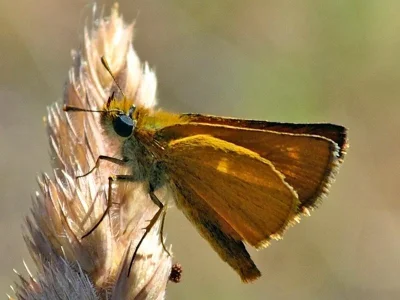 Thymelicus acteon