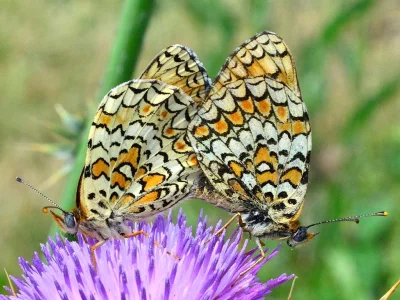 Melitaea phoebe