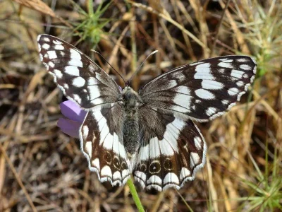 Melanargia (Melanargia) larissa