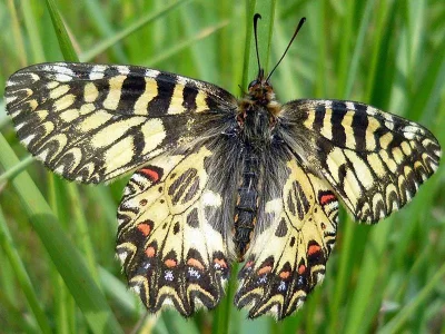 Zerynthia (Zerynthia) polyxena