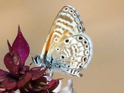 Azanus jesous