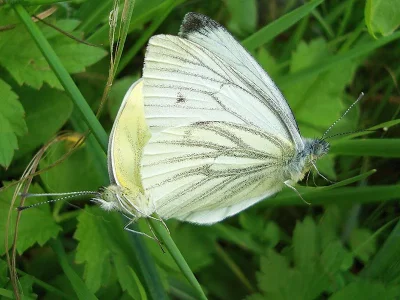 Pieris (Artogeia) napi
