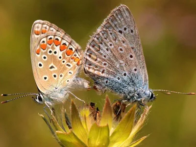 Polyommatus (Polyommatus) icarus