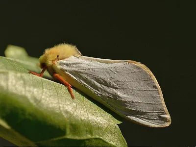 Hepialus humuli