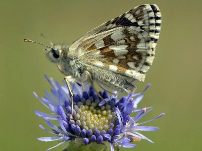 Pyrgus carthami